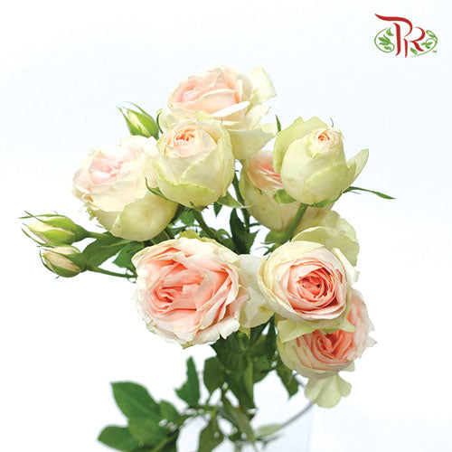 Rose Spray - Summer Rose (10 Stems)-Kenya-prflorist.com.my