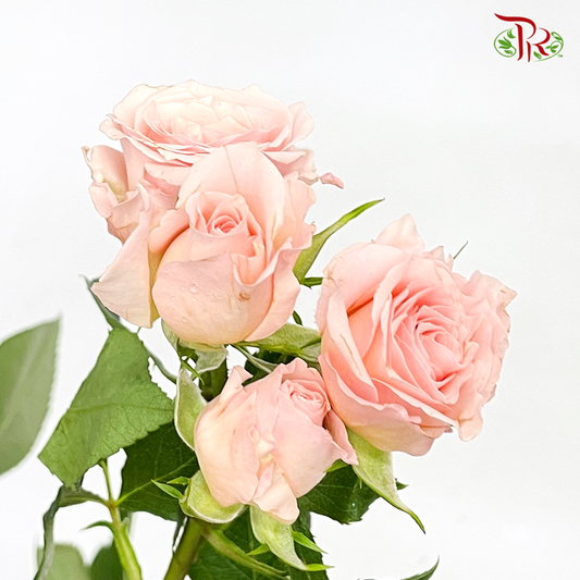 Rose Spray - Valentine Pink (10 Stems)-Valentine Pink-Kenya-prflorist.com.my