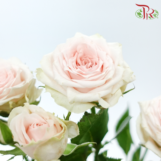 Rose Spray - Xing Yue Baby (Per Bunch)-Cream / Light Pink-China-prflorist.com.my