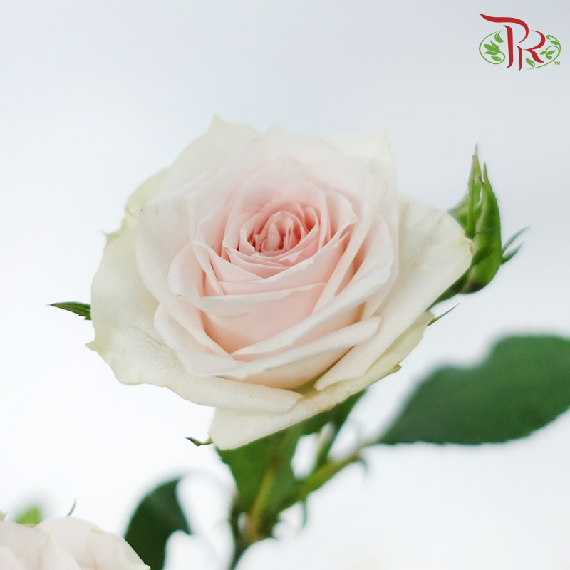 Rose Spray - Xing Yue Baby (Per Bunch)-Cream / Light Pink-China-prflorist.com.my