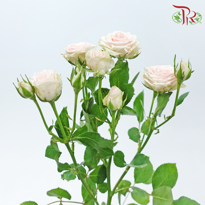 Rose Spray - Xing Yue Baby (Per Bunch)-Cream / Light Pink-China-prflorist.com.my