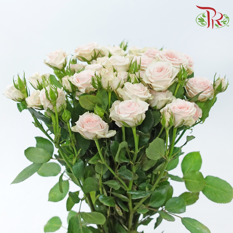 Rose Spray - Xing Yue Baby (Per Bunch)-Cream / Light Pink-China-prflorist.com.my