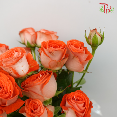 Rose Spray - Zadique Orange (10 Stems)-Orange-Kenya-prflorist.com.my