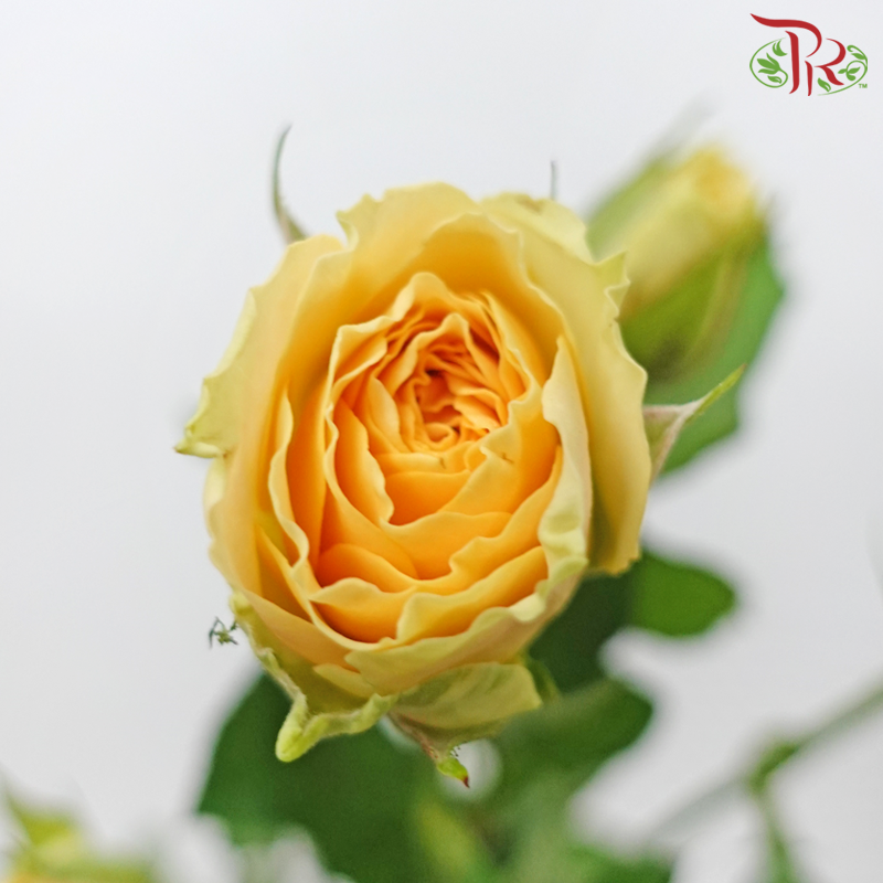 Rose Spray - Zephyr (10 Stems)-Avocado-China-prflorist.com.my