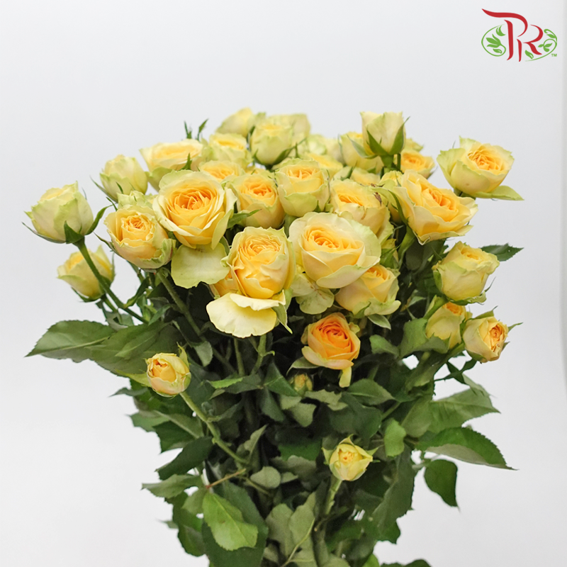 Rose Spray - Zephyr (10 Stems)-Avocado-China-prflorist.com.my