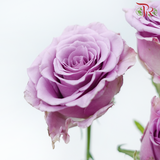 Rose Spray - Zi Xia Fairy (10 Stems)-Purple-China-prflorist.com.my