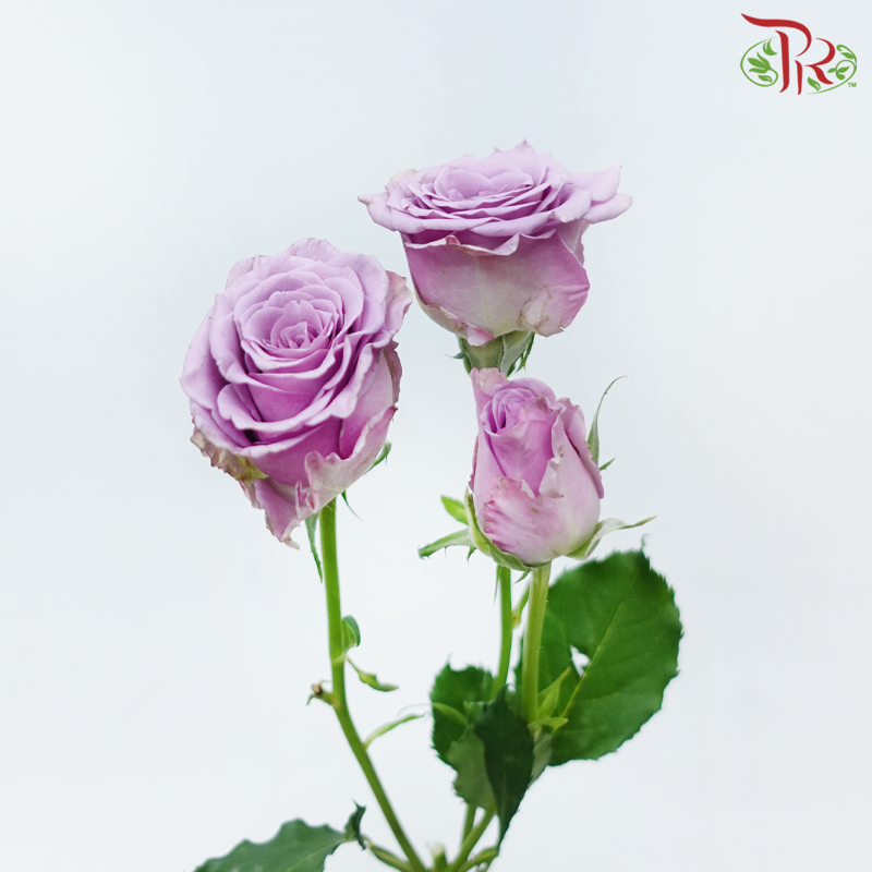 Rose Spray - Zi Xia Fairy (10 Stems)-Purple-China-prflorist.com.my