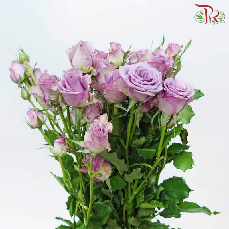 Rose Spray - Zi Xia Fairy (10 Stems)-Purple-China-prflorist.com.my