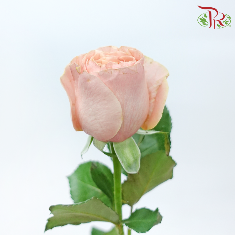 Rose - Summer Romance (10 Stems)-Summer Romance-China-prflorist.com.my