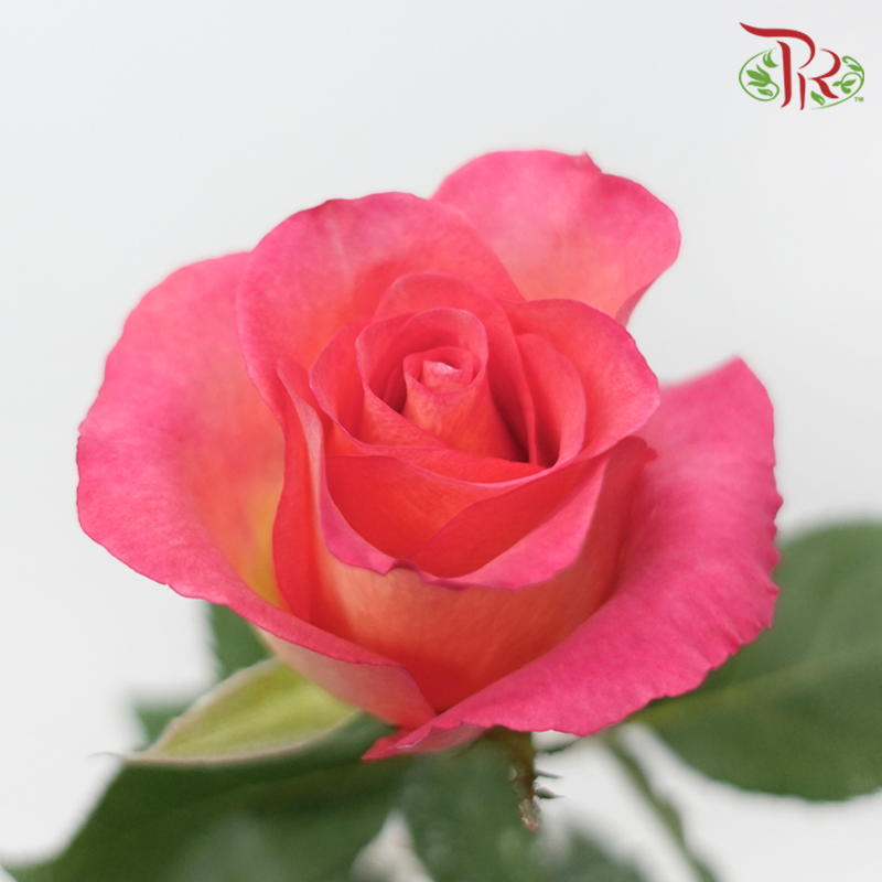 Rose - Sunrise (10 Stems)-Malaysia-prflorist.com.my