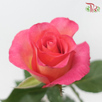 Rose - Sunrise (10 Stems)-Malaysia-prflorist.com.my