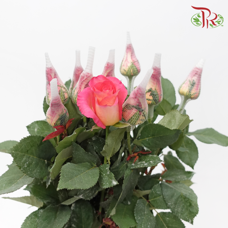 Rose - Sunrise (10 Stems)-Malaysia-prflorist.com.my