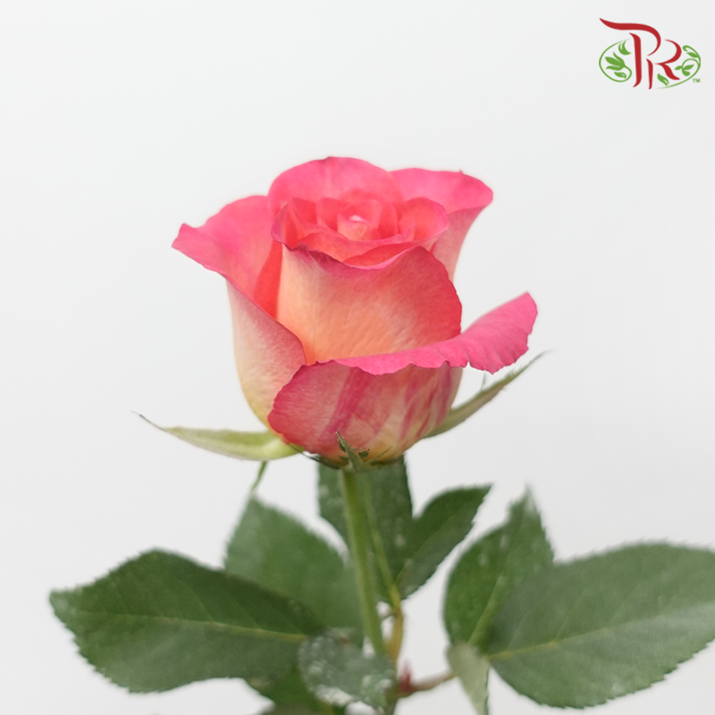 Rose - Sunrise (10 Stems)-Malaysia-prflorist.com.my