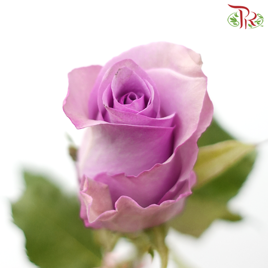 Rose - Sunset Purple (10 Stems)-Purple-China-prflorist.com.my