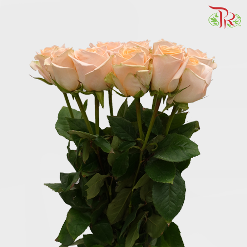 Rose - Tiffany (25 Stems)-Columbia-prflorist.com.my