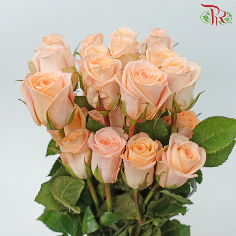 Rose - Tiffany (25 Stems)-Columbia-prflorist.com.my