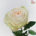 Rose - White Ohara (10 Stems)-White Ohara-Kenya-prflorist.com.my