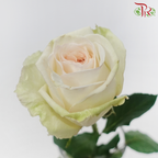 Rose - White Ohara (10 Stems)-White Ohara-Kenya-prflorist.com.my