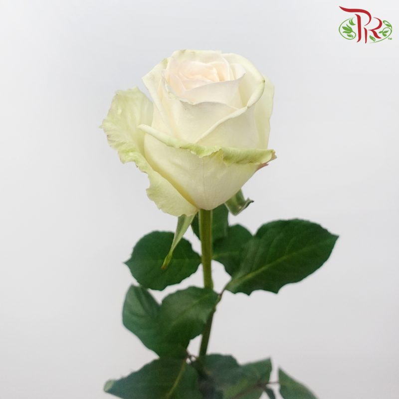 Rose - White Ohara (10 Stems)-White Ohara-Kenya-prflorist.com.my
