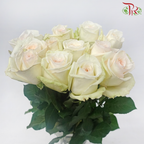 Rose - White Ohara (10 Stems)-White Ohara-Kenya-prflorist.com.my