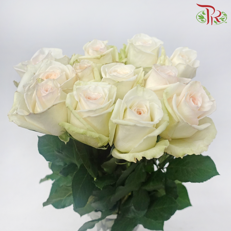 Rose - White Ohara (10 Stems)-White Ohara-Kenya-prflorist.com.my