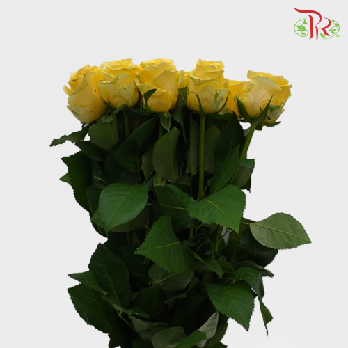 Rose - Yellow (10 Stems)-Yellow-China-prflorist.com.my
