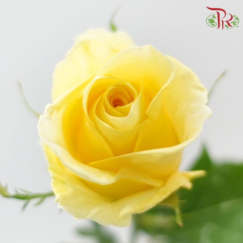 Rose - Yellow (10 Stems)-Yellow-Malaysia-prflorist.com.my