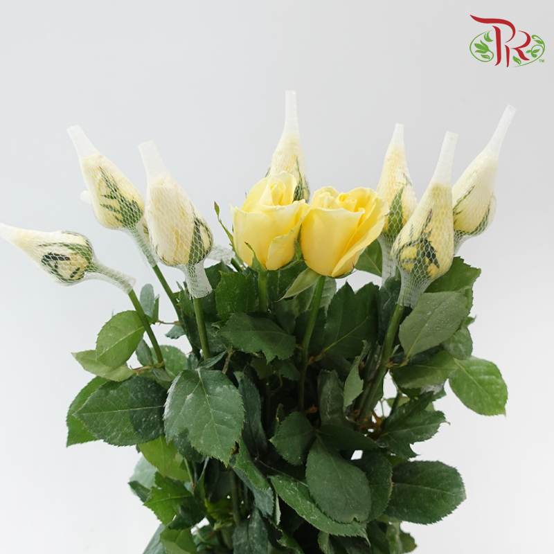 Rose - Yellow (10 Stems)-Yellow-Malaysia-prflorist.com.my