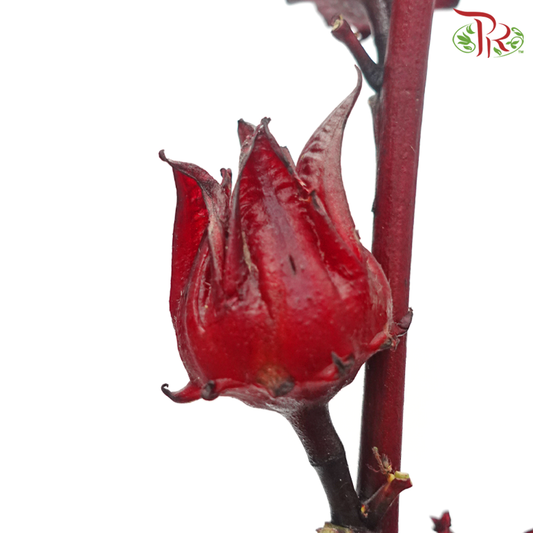 Roselle - (3 Stems)-Import-prflorist.com.my