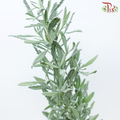Rosemary (Per Bunch)-Malaysia-prflorist.com.my