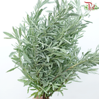Rosemary (Per Bunch)-Malaysia-prflorist.com.my