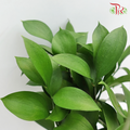 Ruscus Leaf - (10 Stems)-Vietnam-prflorist.com.my
