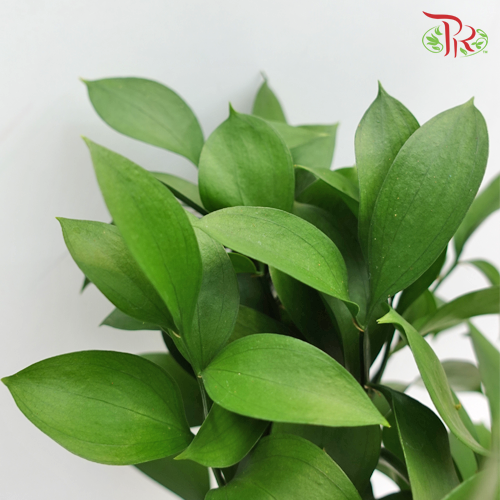Ruscus Leaf - (M) (10 Stems)-Malaysia-prflorist.com.my