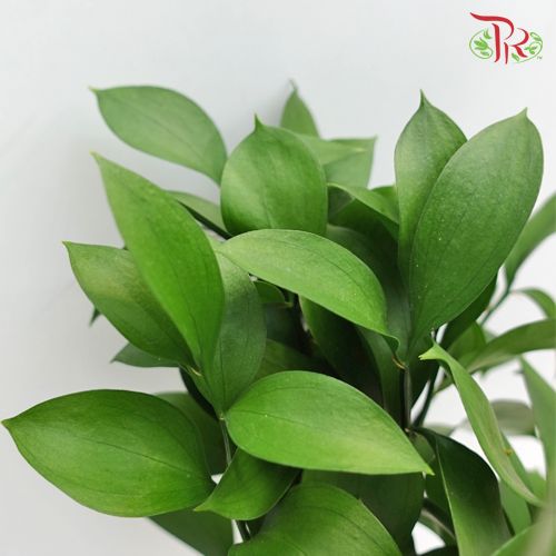 Ruscus Leaf - (S) (50 Stems)-Malaysia-prflorist.com.my