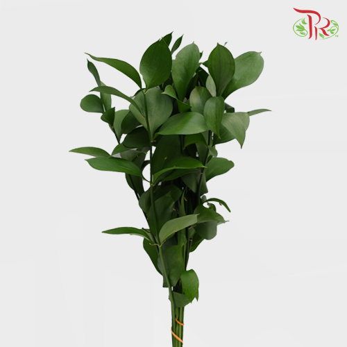 Ruscus Leaf - (S) (50 Stems)-Malaysia-prflorist.com.my