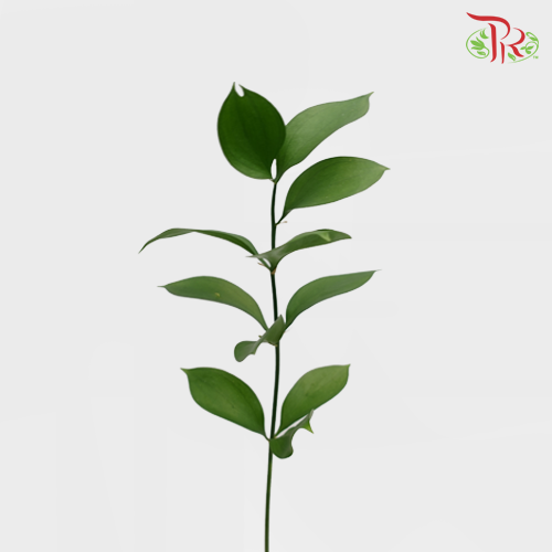 Ruscus Leaf - (S) (50 Stems)-Malaysia-prflorist.com.my