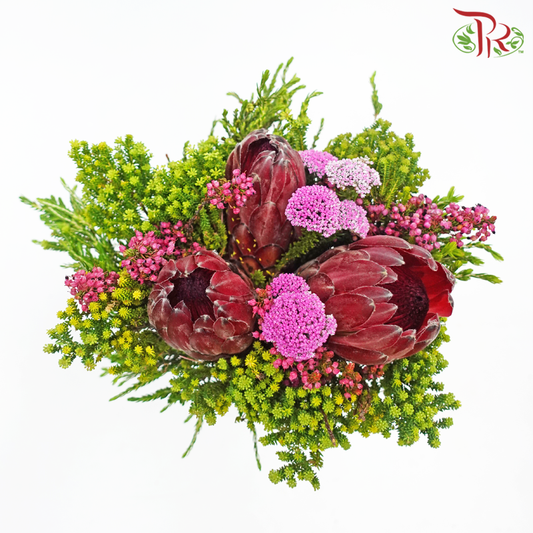 Safari Premium Bouquet - Protea With Metalasia (Per Bunch) **Random Cone/Fillers-Africa-prflorist.com.my