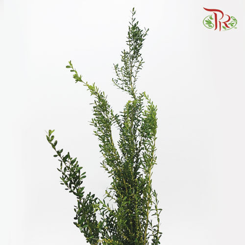 Salix Warburgii - (Per Bunch)-Import-prflorist.com.my
