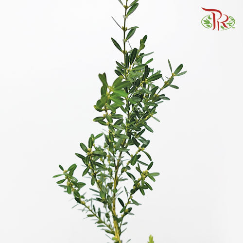 Salix Warburgii - (Per Bunch)-Import-prflorist.com.my