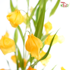 Sandersonia Aurantiaca - ( 2 Stems )-Japan-prflorist.com.my