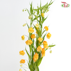 Sandersonia Aurantiaca - ( 2 Stems )-Japan-prflorist.com.my