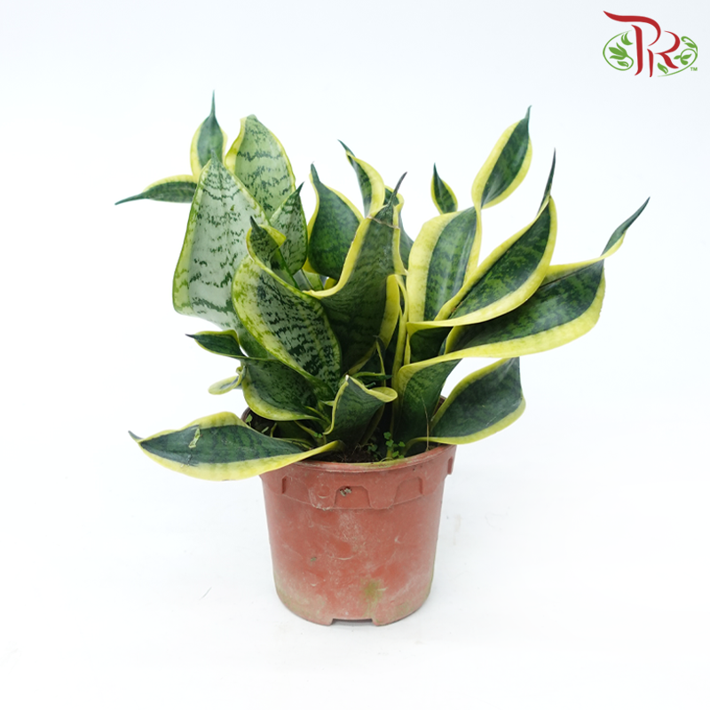 Sansevieria Curly P150《虎尾兰》-Pudu Ria Florist-prflorist.com.my