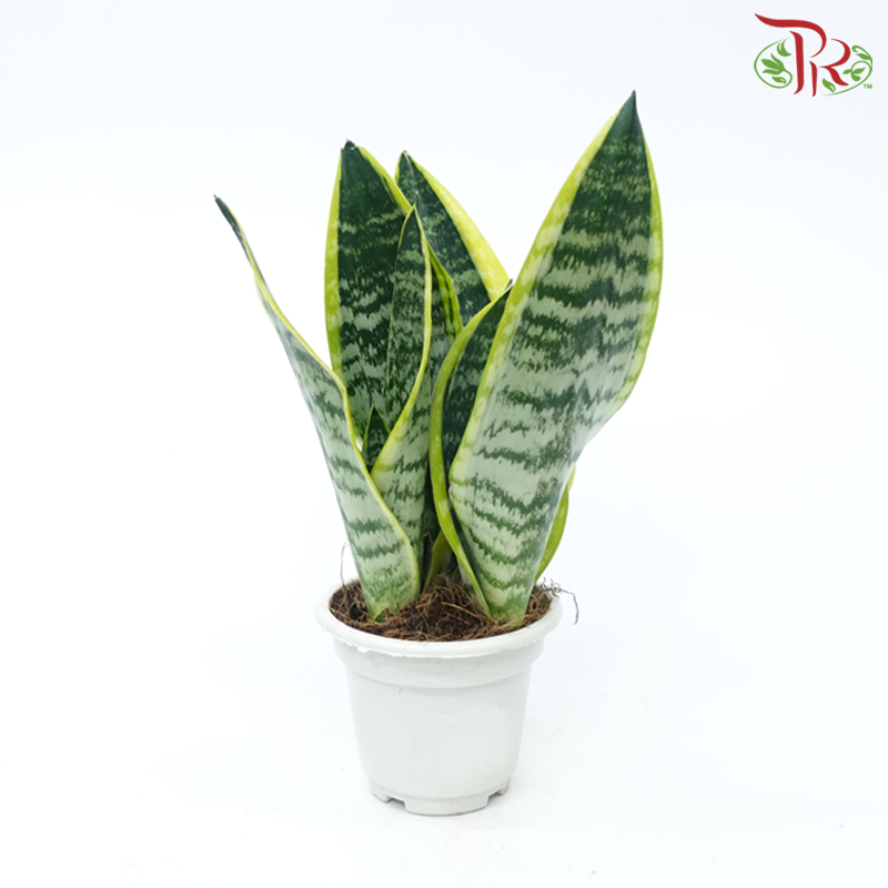 Sansevieria Superba P120《虎尾兰》-Pudu Ria Florist-prflorist.com.my