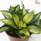 Sansevieria Twister P90《旋转虎尾兰》