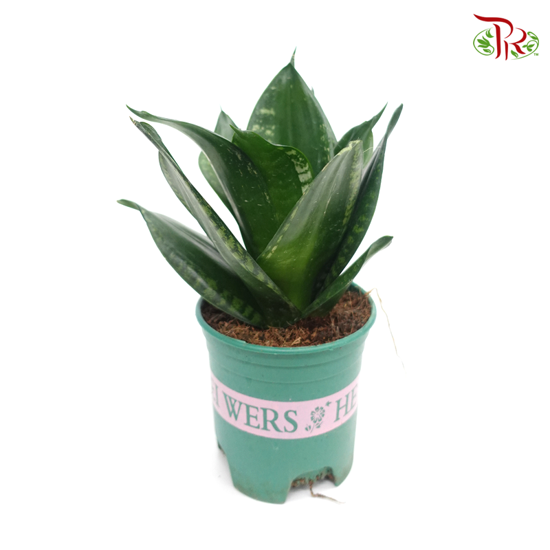 Sansevieria Whitney《雪花虎尾兰》-Pudu Ria Florist-prflorist.com.my