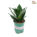 Sansevieria Whitney《雪花虎尾兰》-Pudu Ria Florist-prflorist.com.my