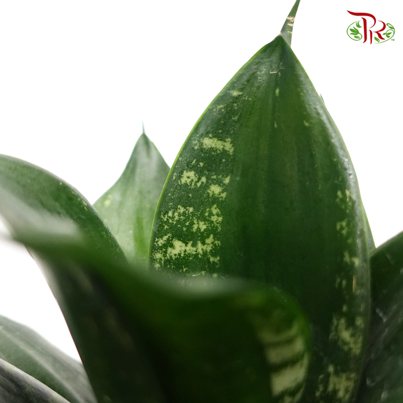 Sansevieria Whitney《雪花虎尾兰》-Pudu Ria Florist-prflorist.com.my