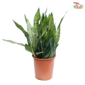 Sansevieria Zeylanica 《短版虎尾兰》