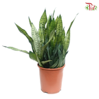 Sansevieria Zeylanica 《短版虎尾兰》