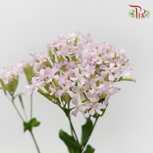 Saponaria - Lilac (Per Bunch)-Lilac-China-prflorist.com.my